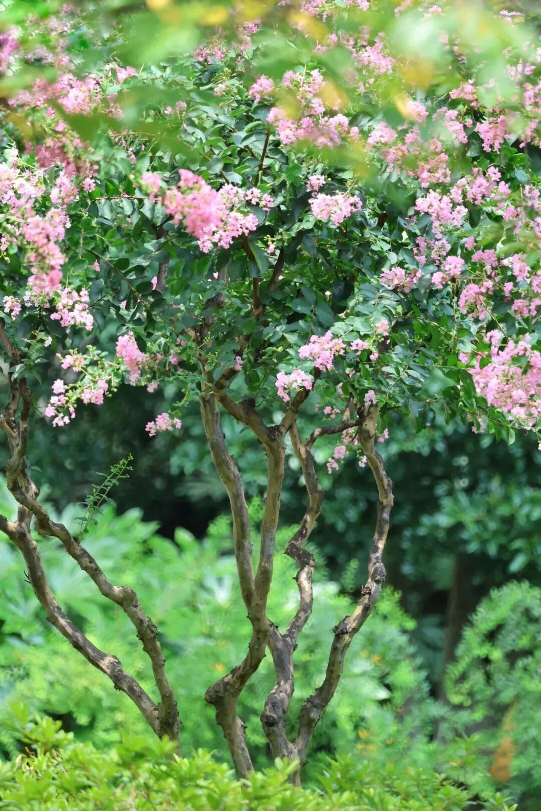 Minhang Park.jpg