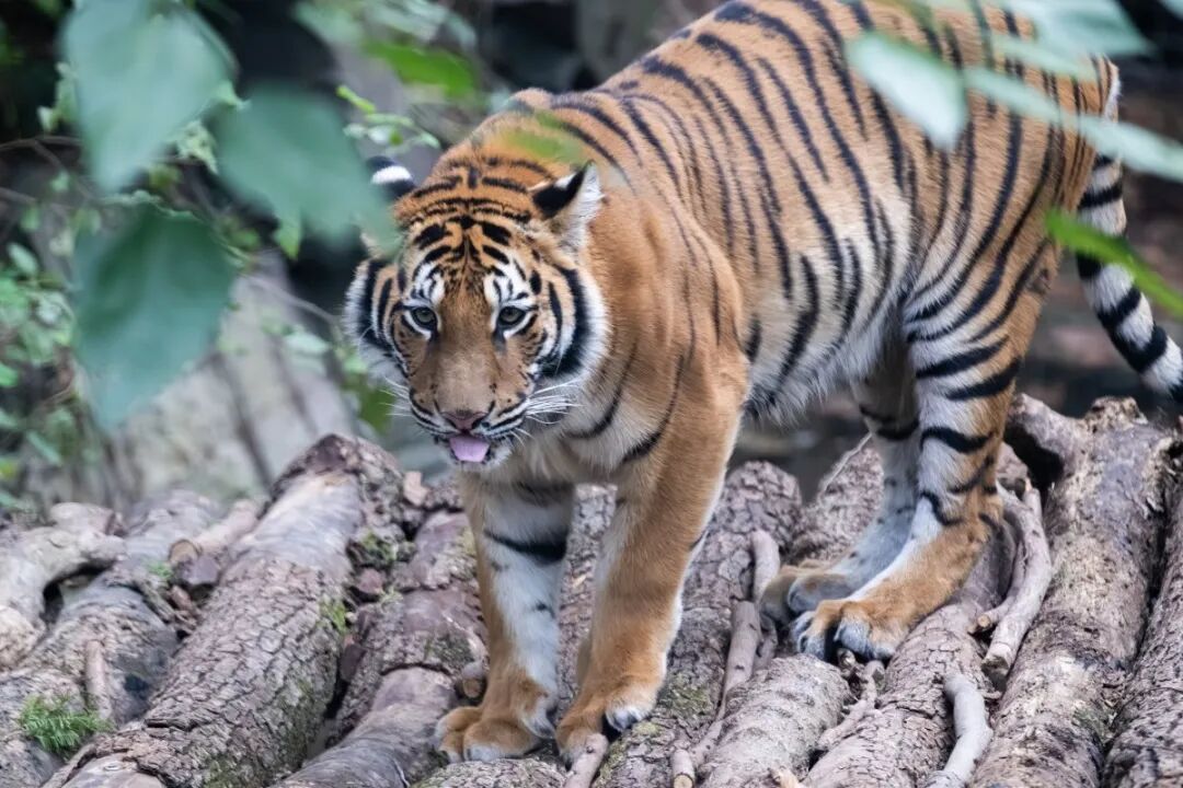 Shanghai Zoo offers special discounts for CIIE attendees