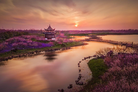 Shanghai Delights: Plum blossoms, shows, and more