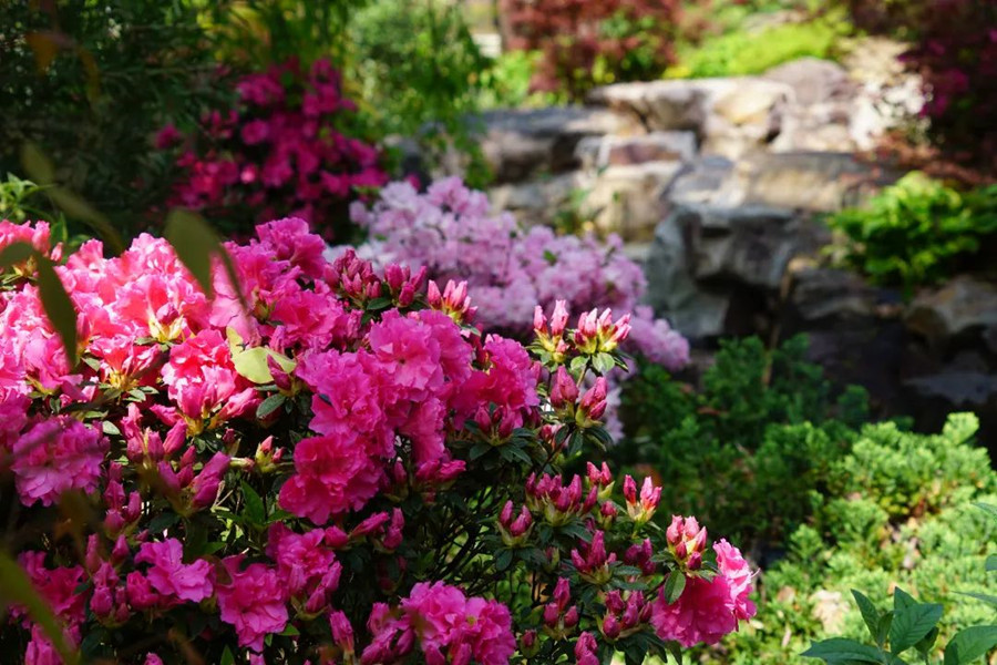 Azaleas are in full bloom..jpg