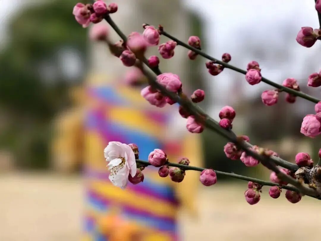 Plum blossom buds are poised to burst open on the branches..jpg