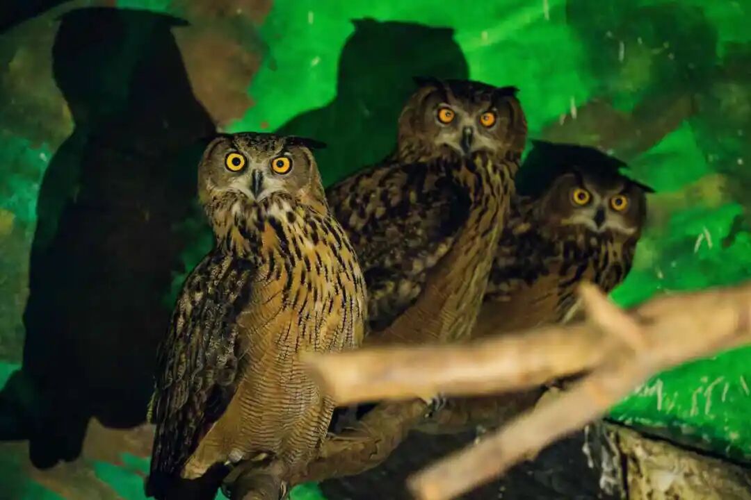 Owls perch quietly at Shanghai Zoo..jpg