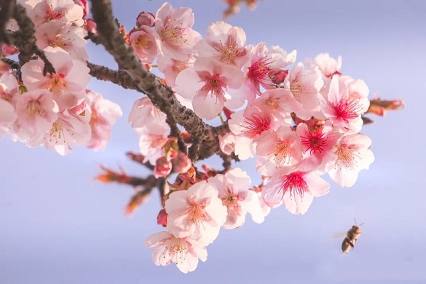 Cherry blossoms bloom in Shanghai Chenshan Botanical Garden