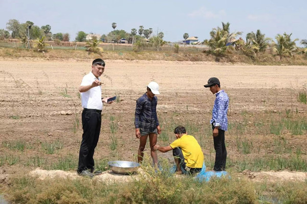 Experts visit Cambodia to promote rice-fish farming1.jpg
