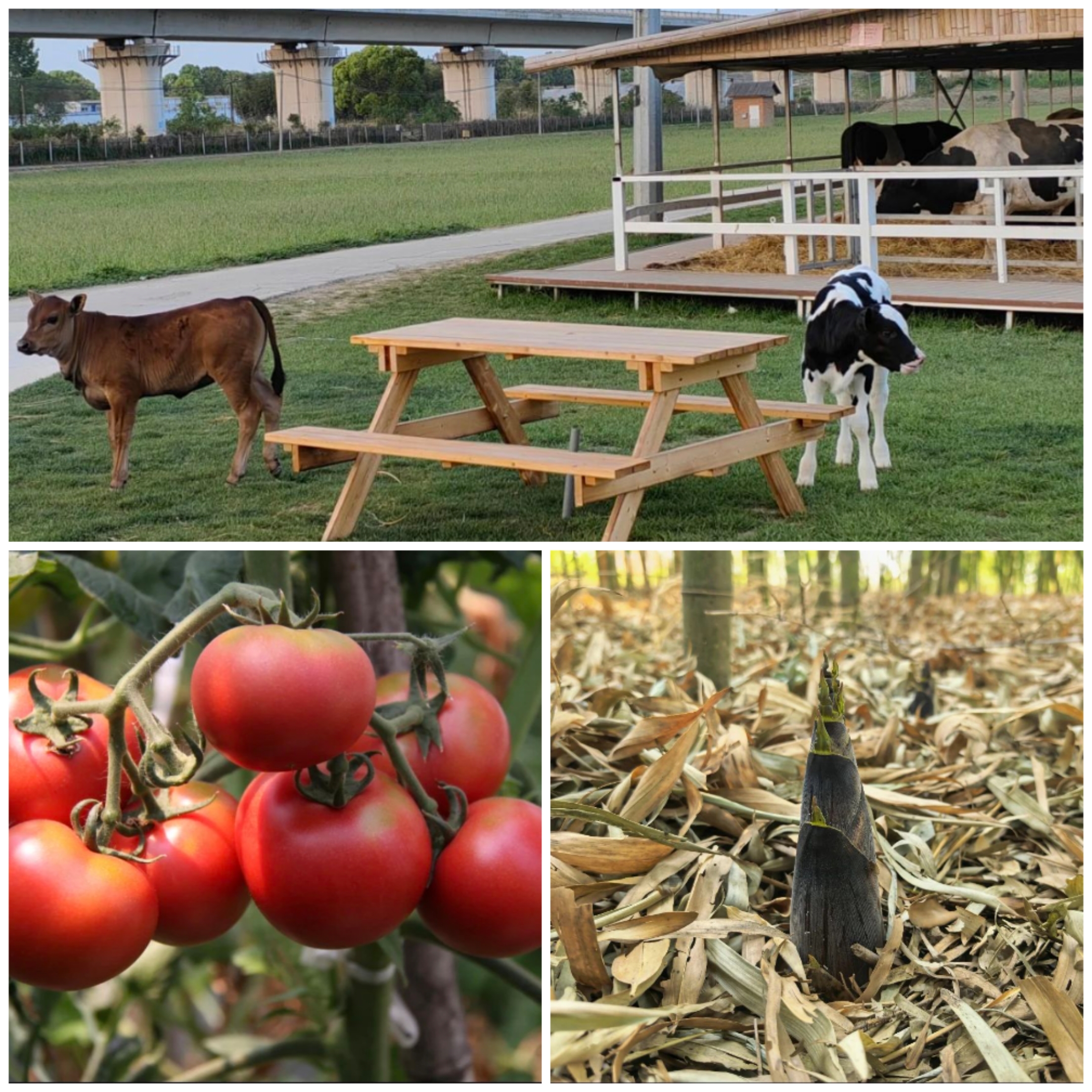 Lijiang Ecological Park.jpg