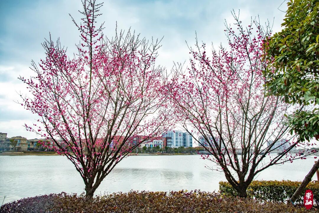 Blooming plum trees can be viewed from across the river..jpg
