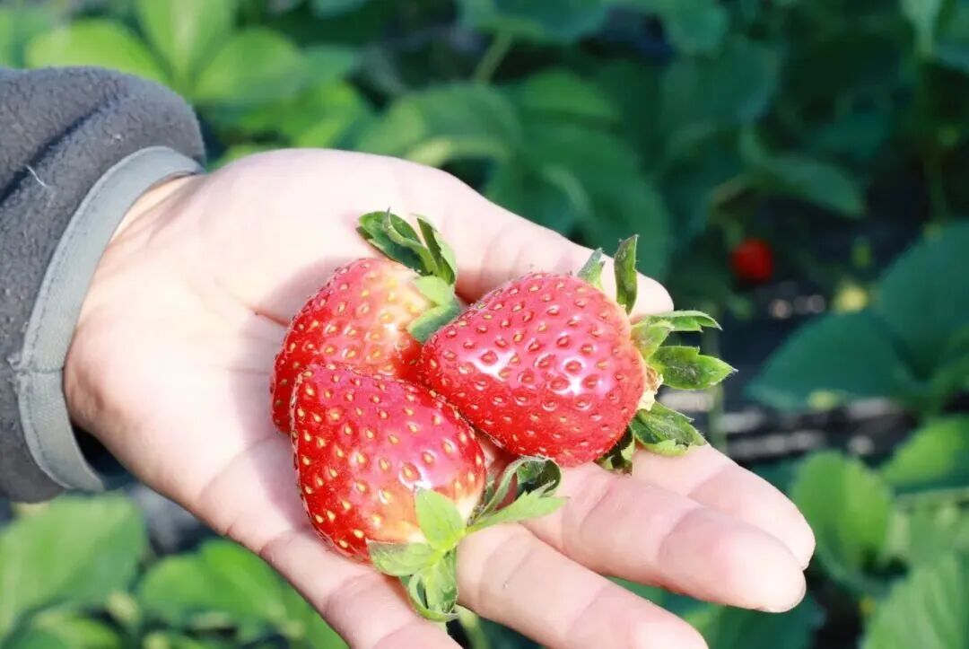 Xingyun Strawberry Garden.jpg