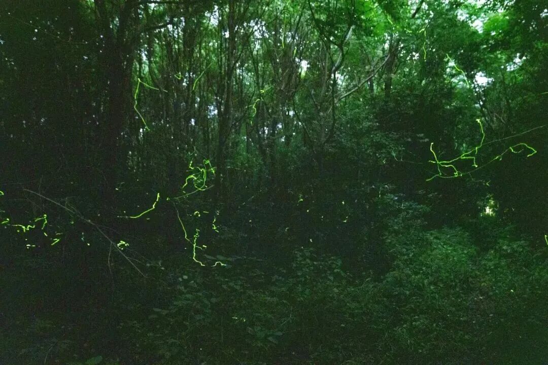 Cenbu firefly forest area.jpg