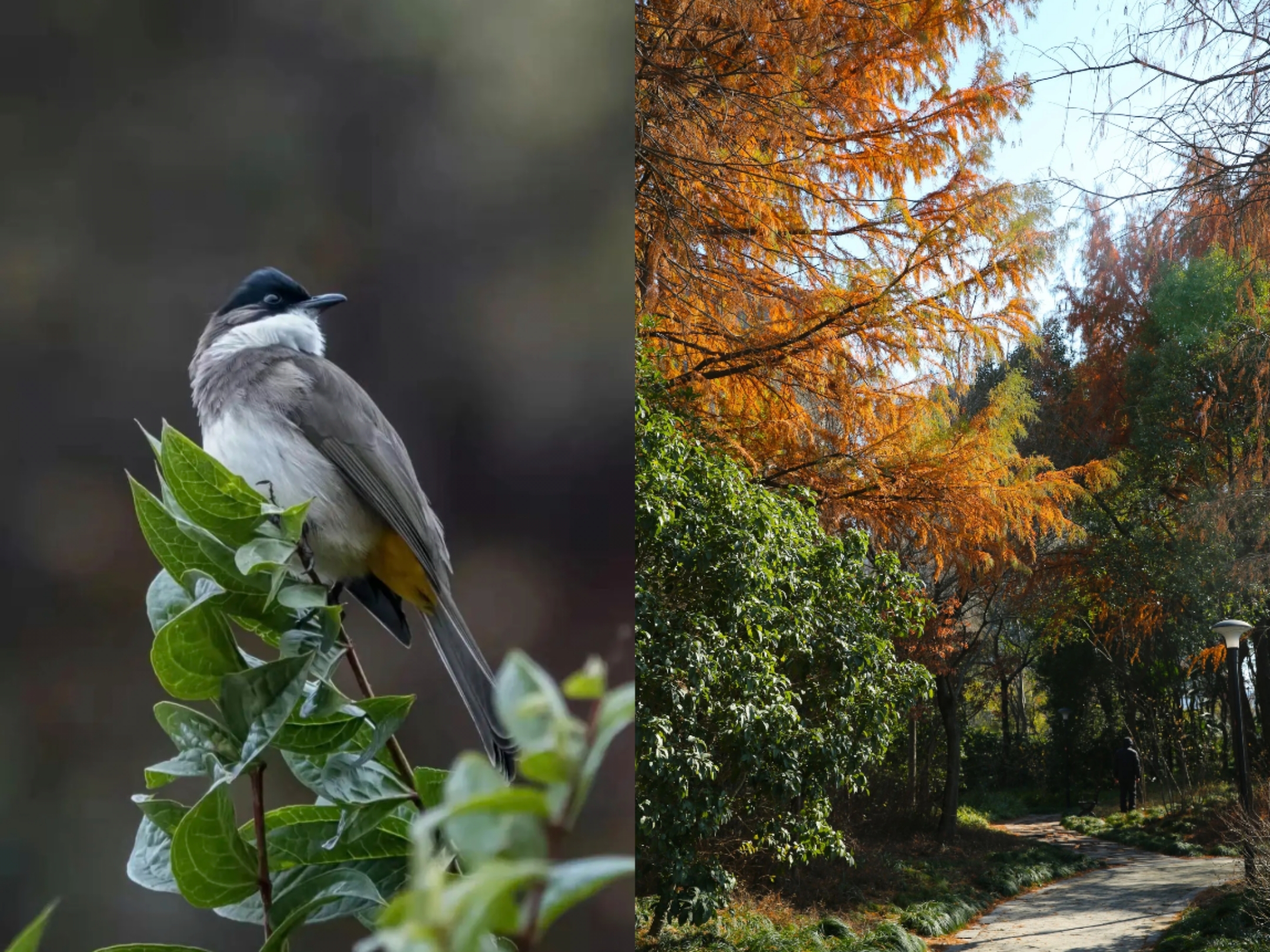 This park is an excellent spot to observe dozens of rare bird species while enjoying the fresh air.jpg
