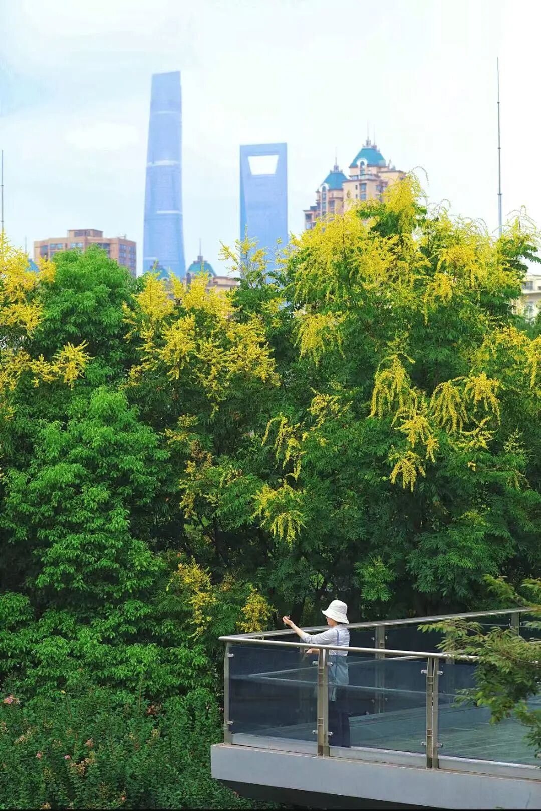 golden rain trees 1.jpg