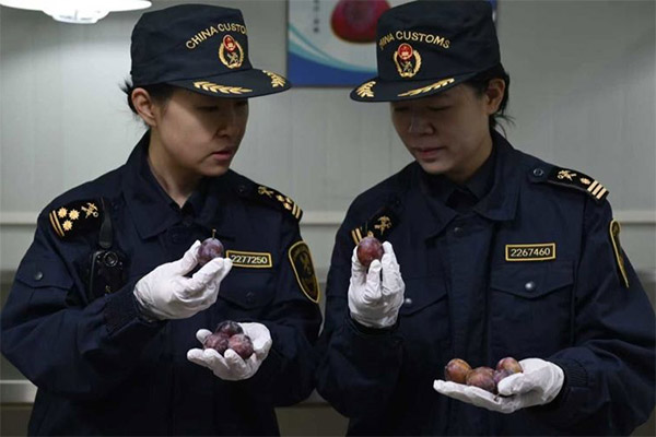 Shanghai sees surge in African agricultural imports in 2025