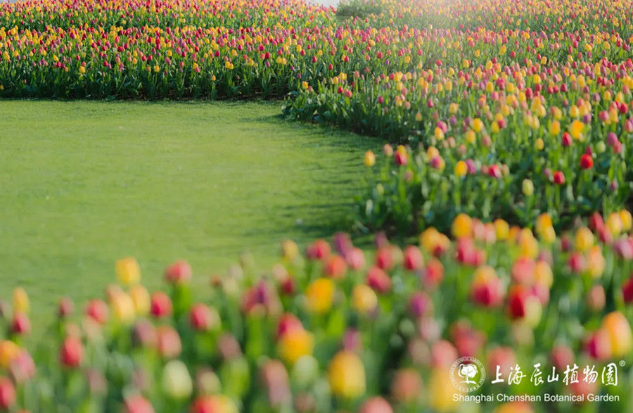 Shanghai Chenshan Botanical Garden.jpg Shanghai Chenshan Botanical Garden.jpg