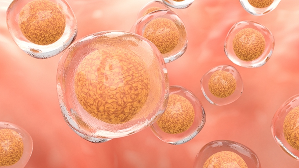 CPPCC members urge Shanghai to take lead on stem cells