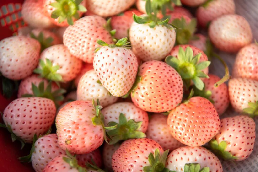 Shaji Strawberry Base.jpg