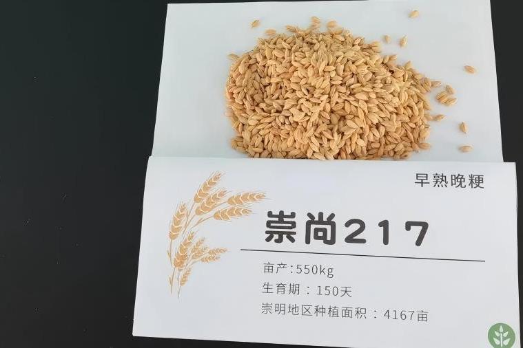 Record rice seed deal highlights Shanghai's agricultural innovation