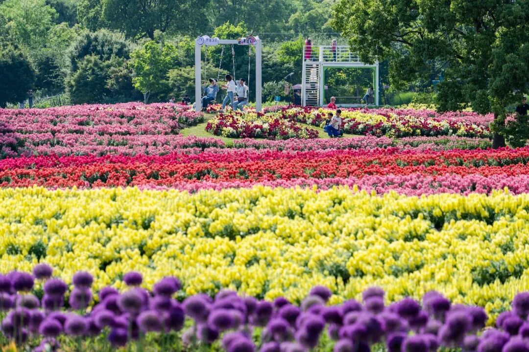Visitors enjoy swing rides among the blooming flowers.jpg