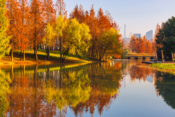 Discover Shanghai's autumn scenery 