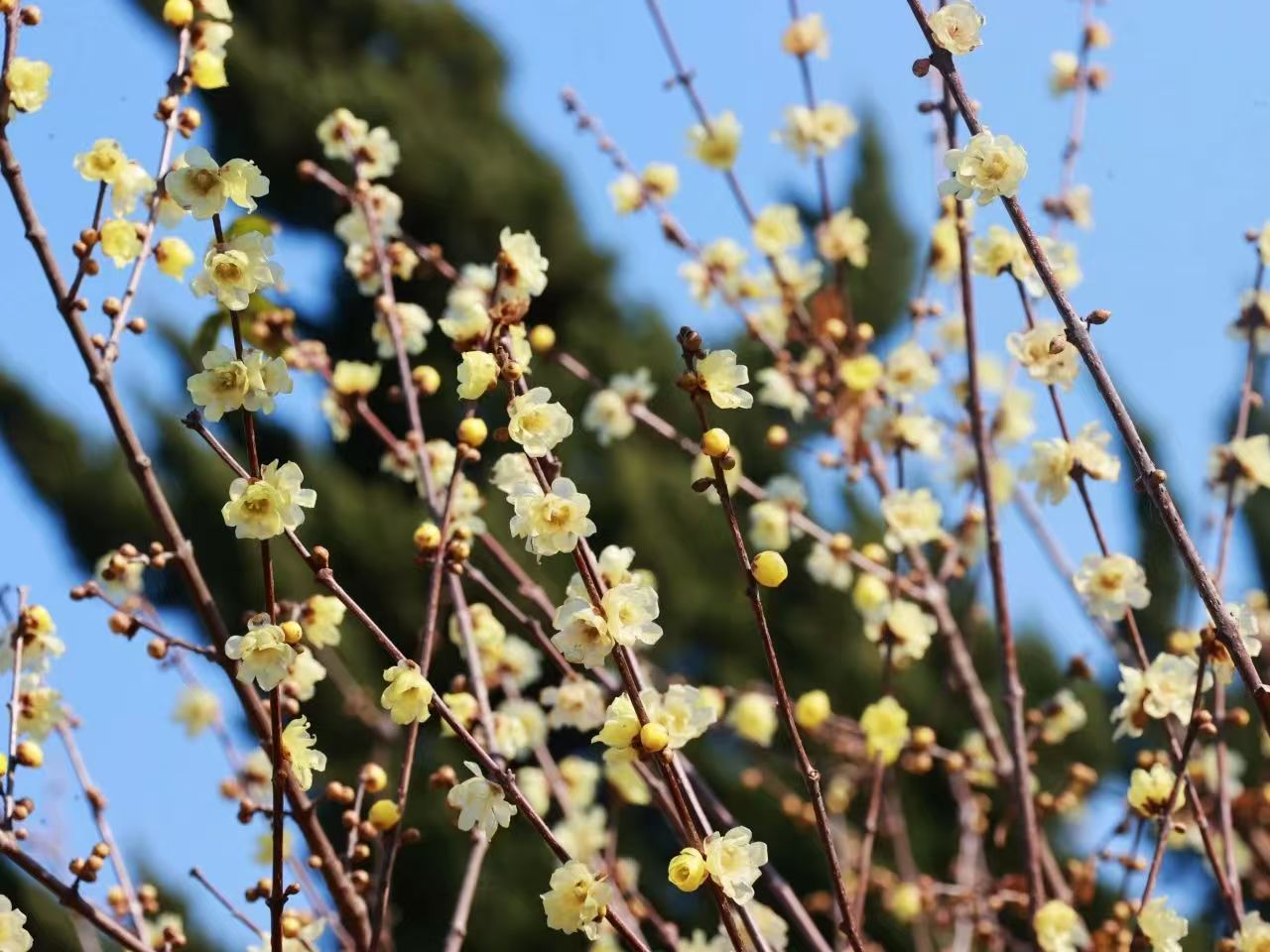 Wintersweet blooms: A fragrant winter experience in Shanghai