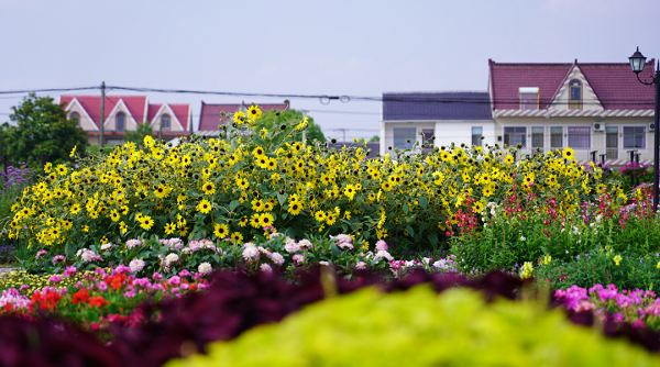 flowers 44.png flowers 44.png