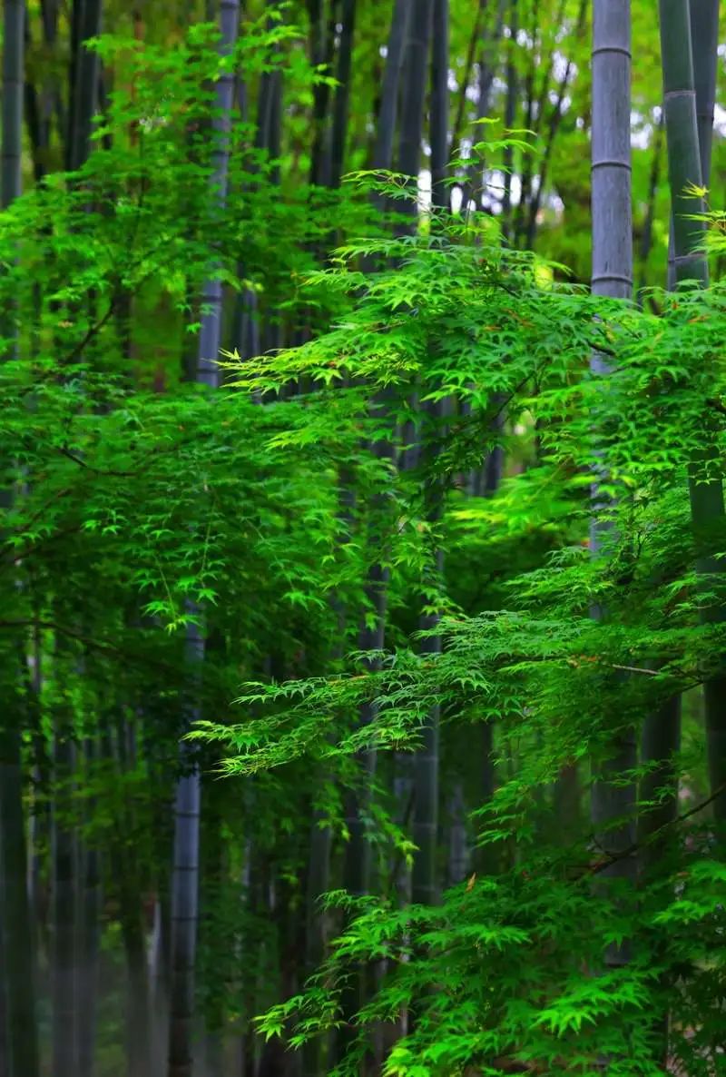 Bamboo groves at Fudeli Park.jpg