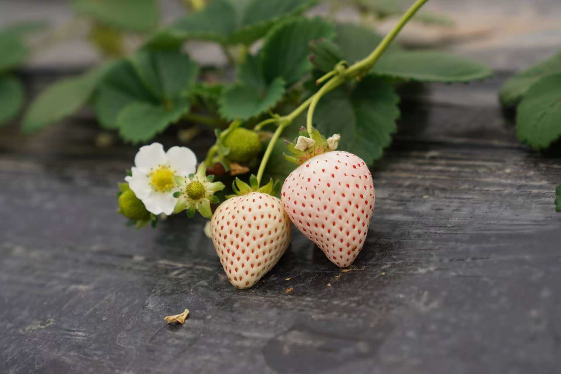 White strawberries.jpg