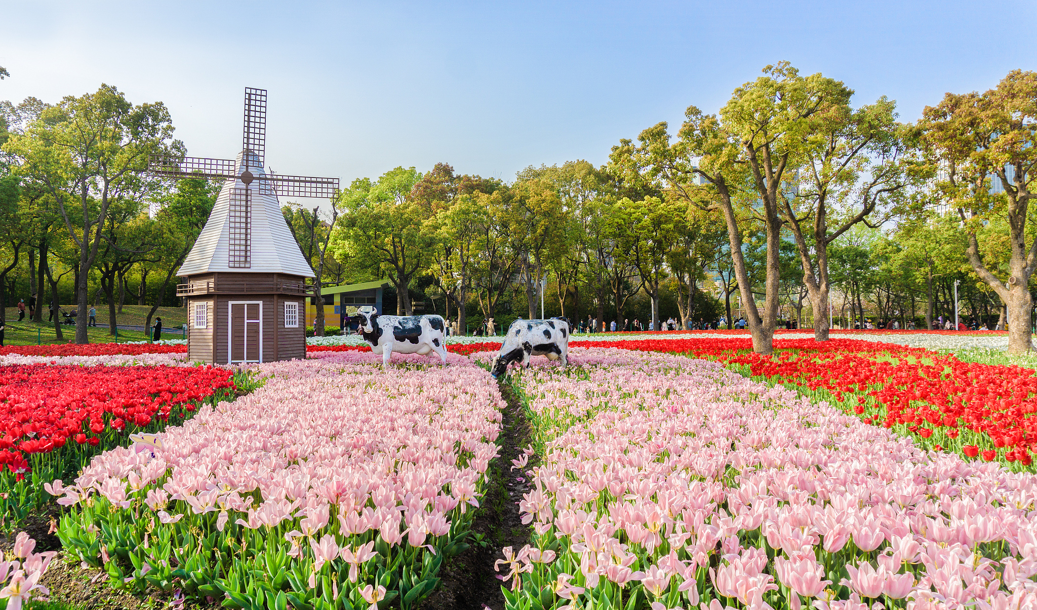 Spring tulips, Italian street food delight visitors to Daning Park