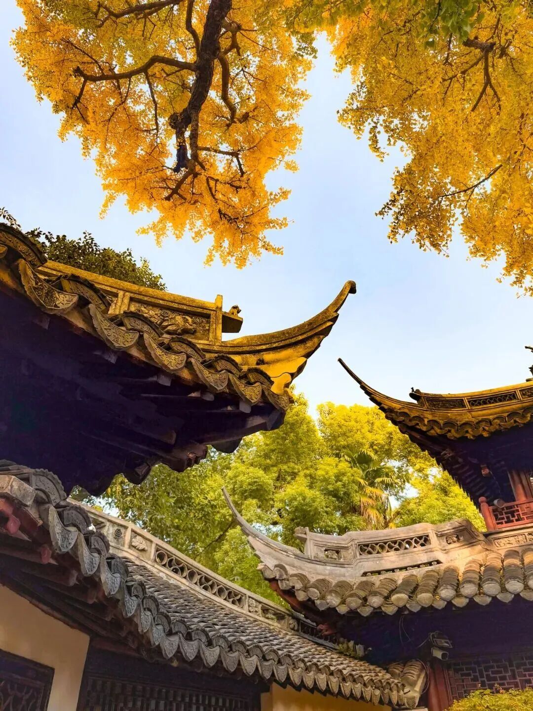 Ancient eaves and ginkgo branches weave a scene of timeless grace.jpg