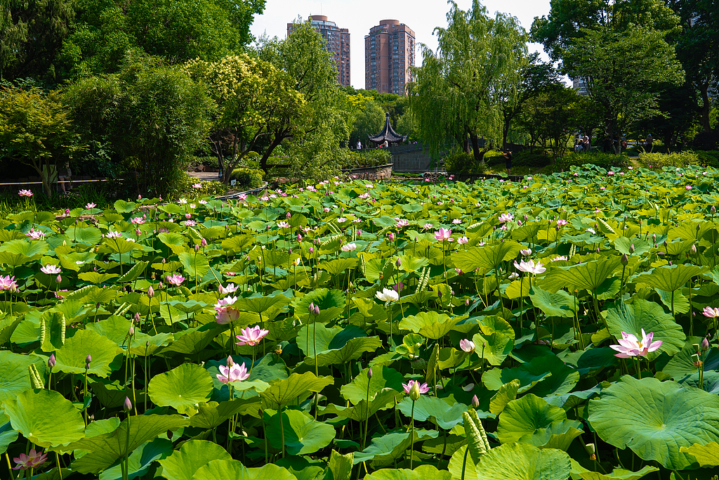 Shanghai accelerates push toward full climate resilience by 2035