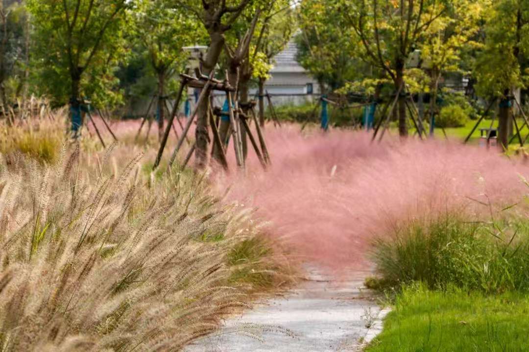 Discover Chongming Island's pink paradise