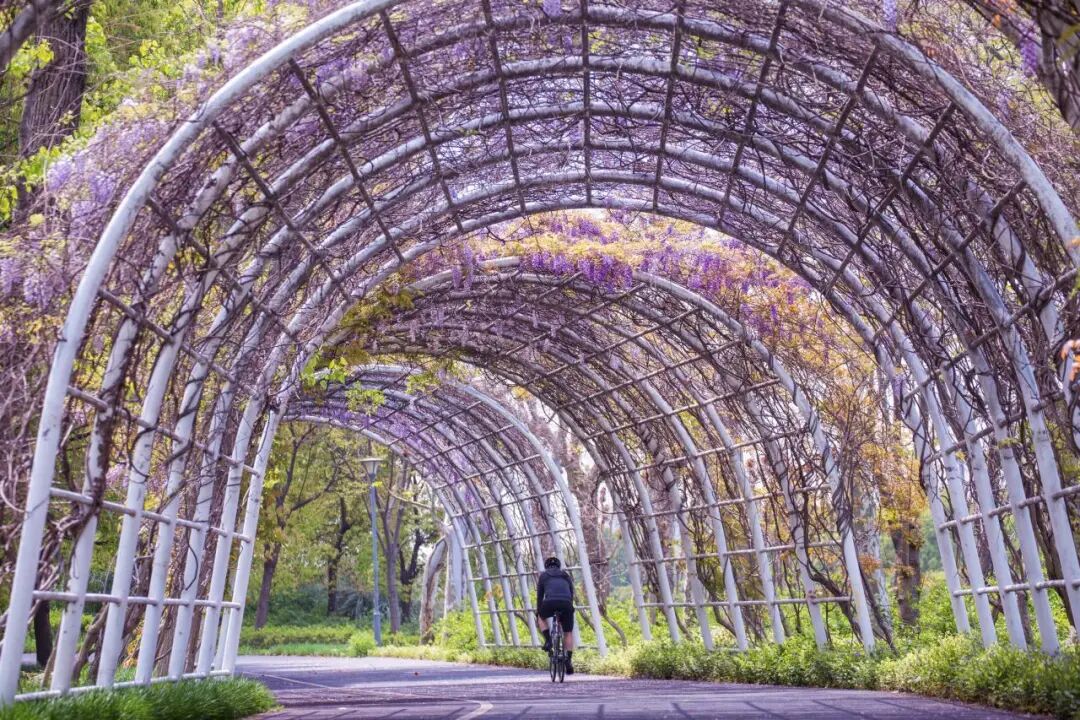 Purple dreams: Where to catch Shanghai's best wisteria this spring