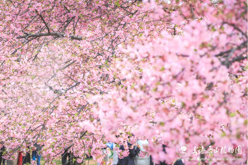 Five scenic walking routes to enjoy Shanghai's spring blooms