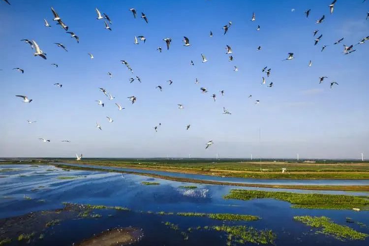 Shanghai to present innovative eco-restoration solution on global stage