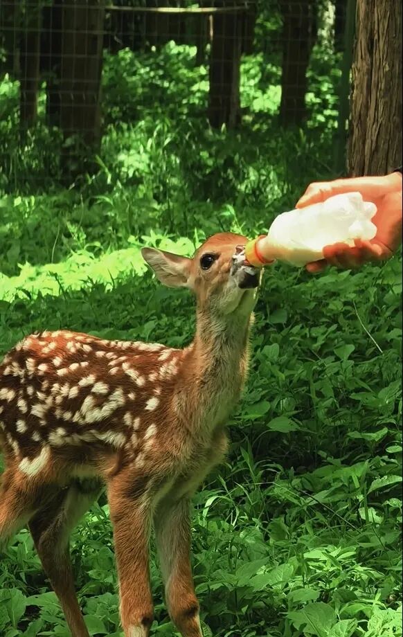 A visitor bottle-feeds a sika deer at the park..jpg