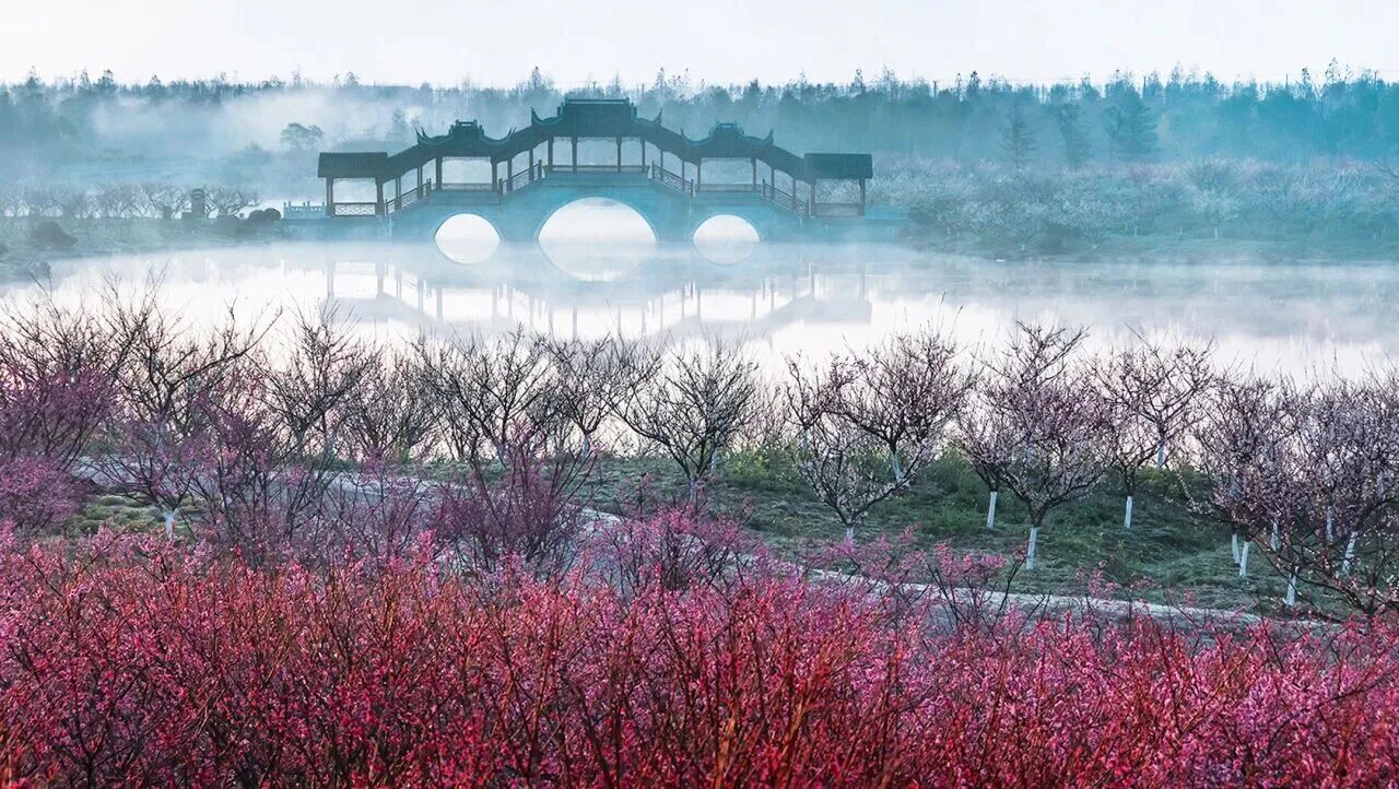 A large grove of red plum trees frames a classic Chinese bridge..jpg