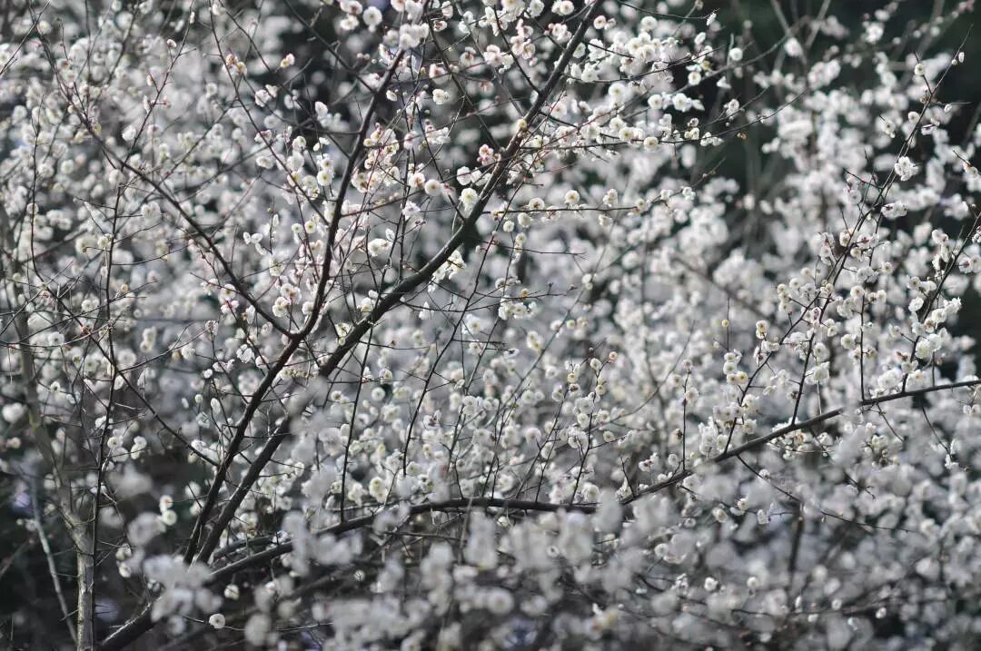 An ocean of white plum blossoms, like a dream of snow..jpg