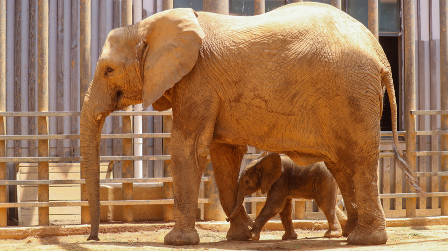 African elephant.jpg