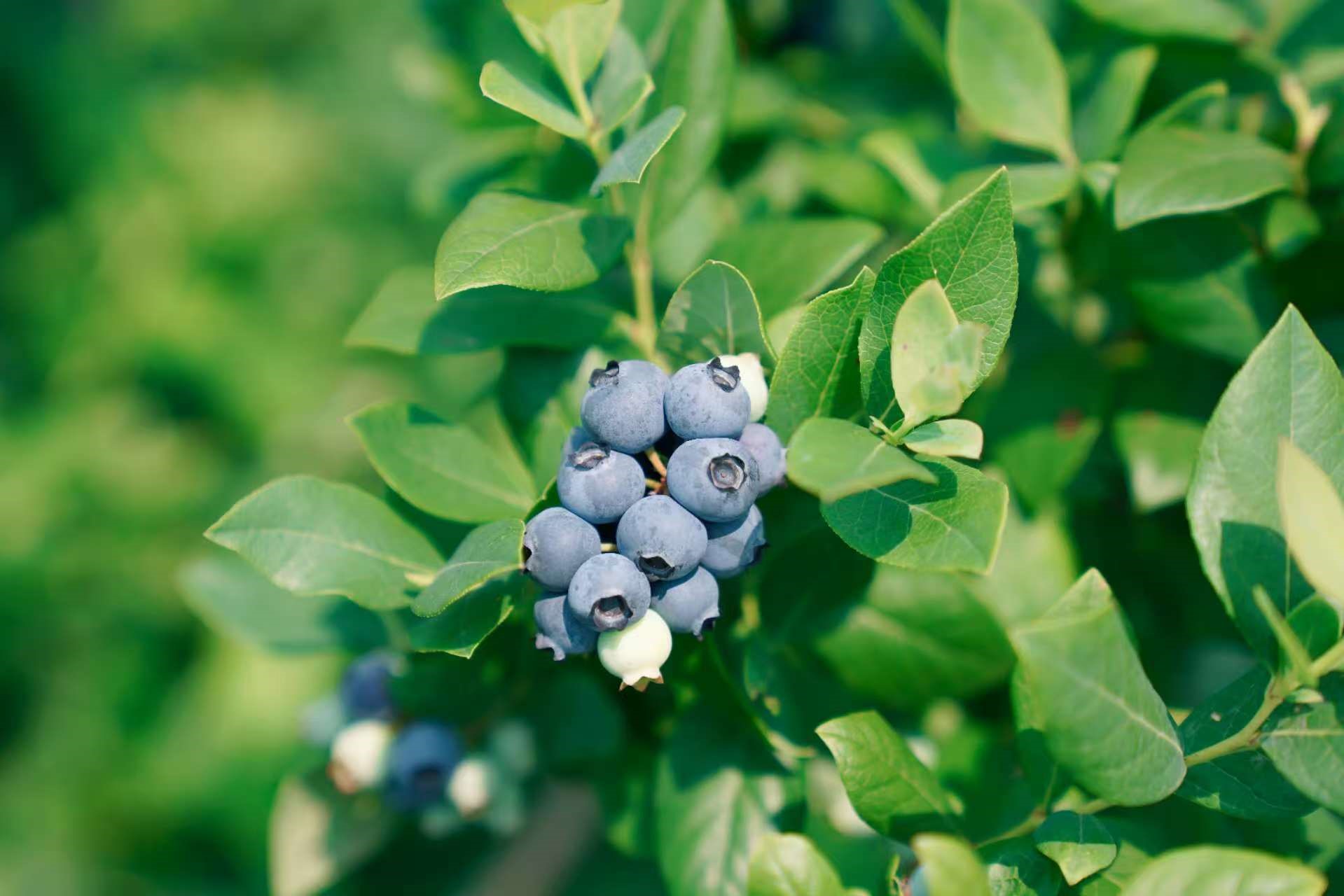 Gengyuanzhe Fruit and Vegetable Eco-Park.jpg