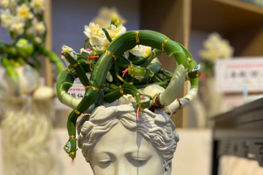 Guide to 2025 narcissus flower exhibition