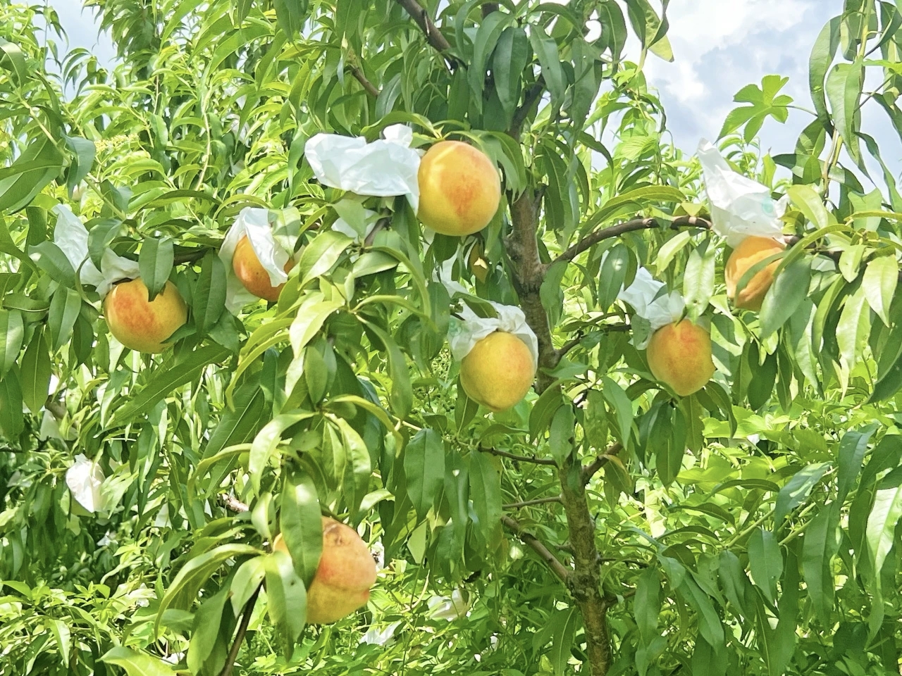 (5)枫泾黄桃.jpg