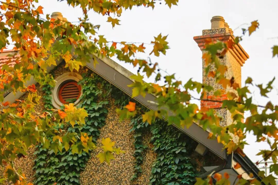 Yellow charm Plane trees and architecture.jpg