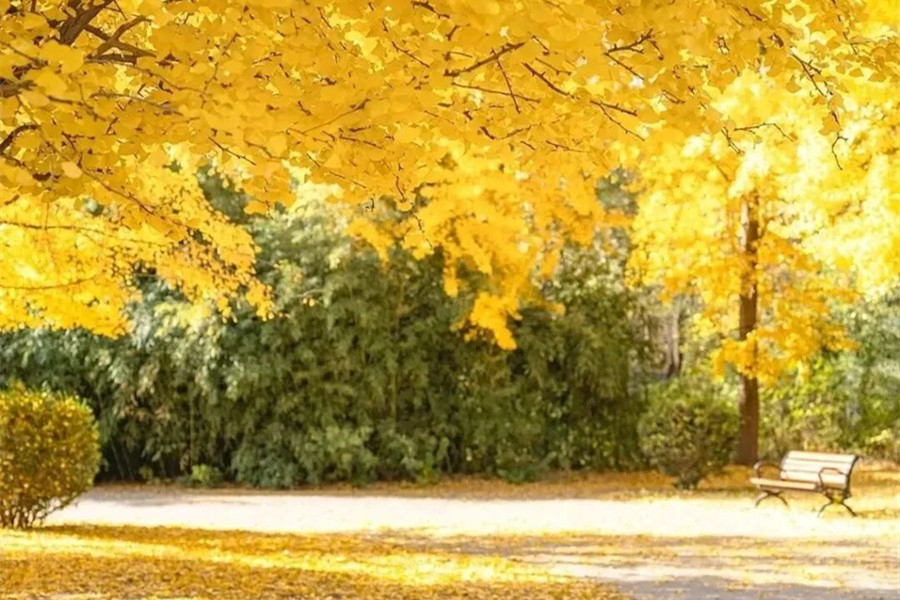 Golden trails Ginkgo romance.jpg
