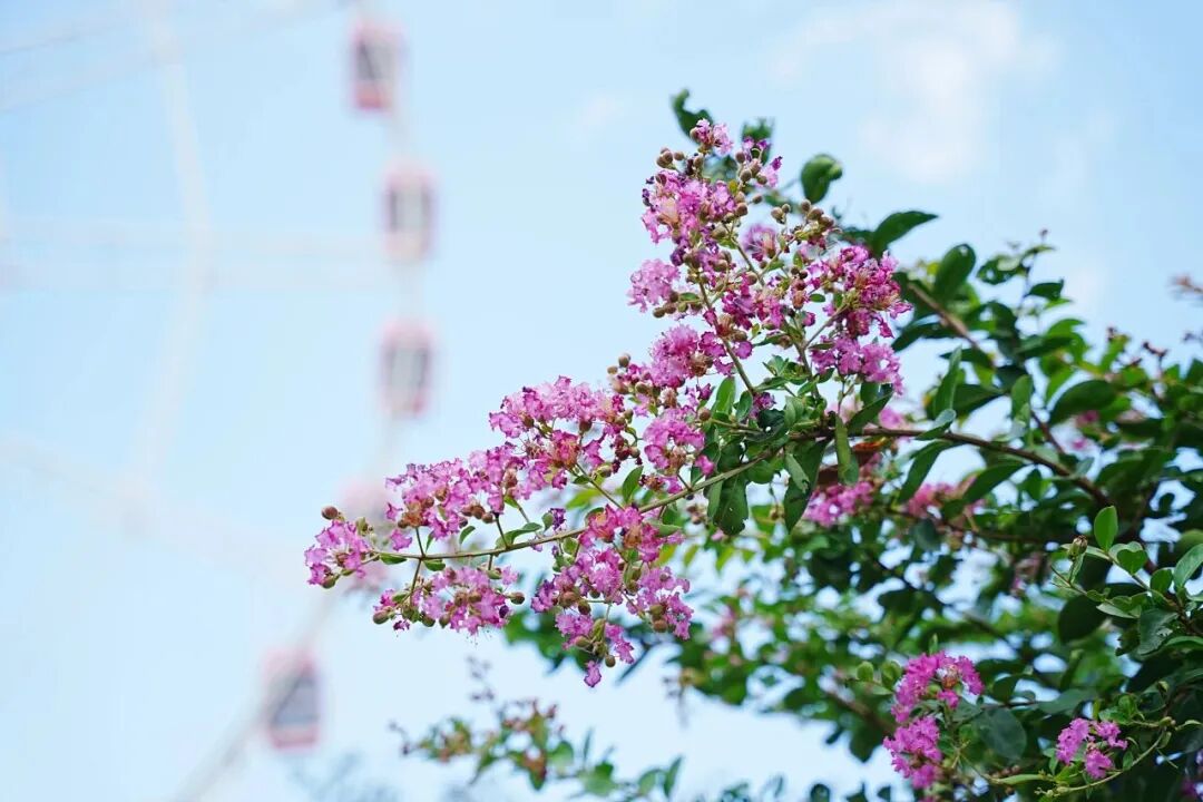 Gucun Park.jpg