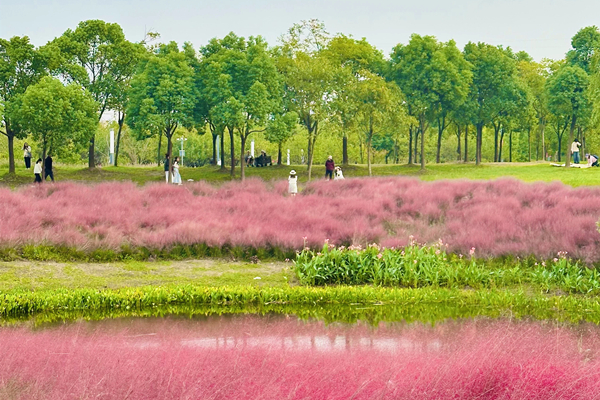 Surreal spots to see pink muhly grass