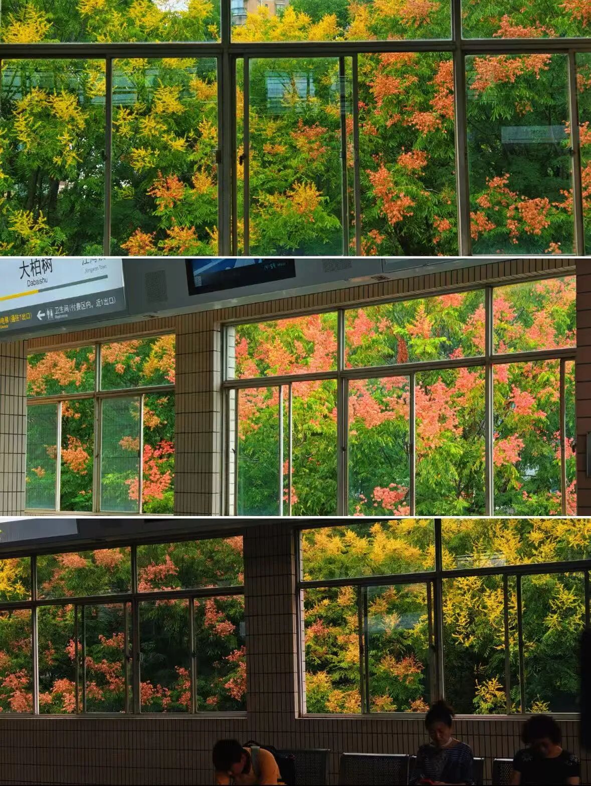 golden rain trees 3.jpg