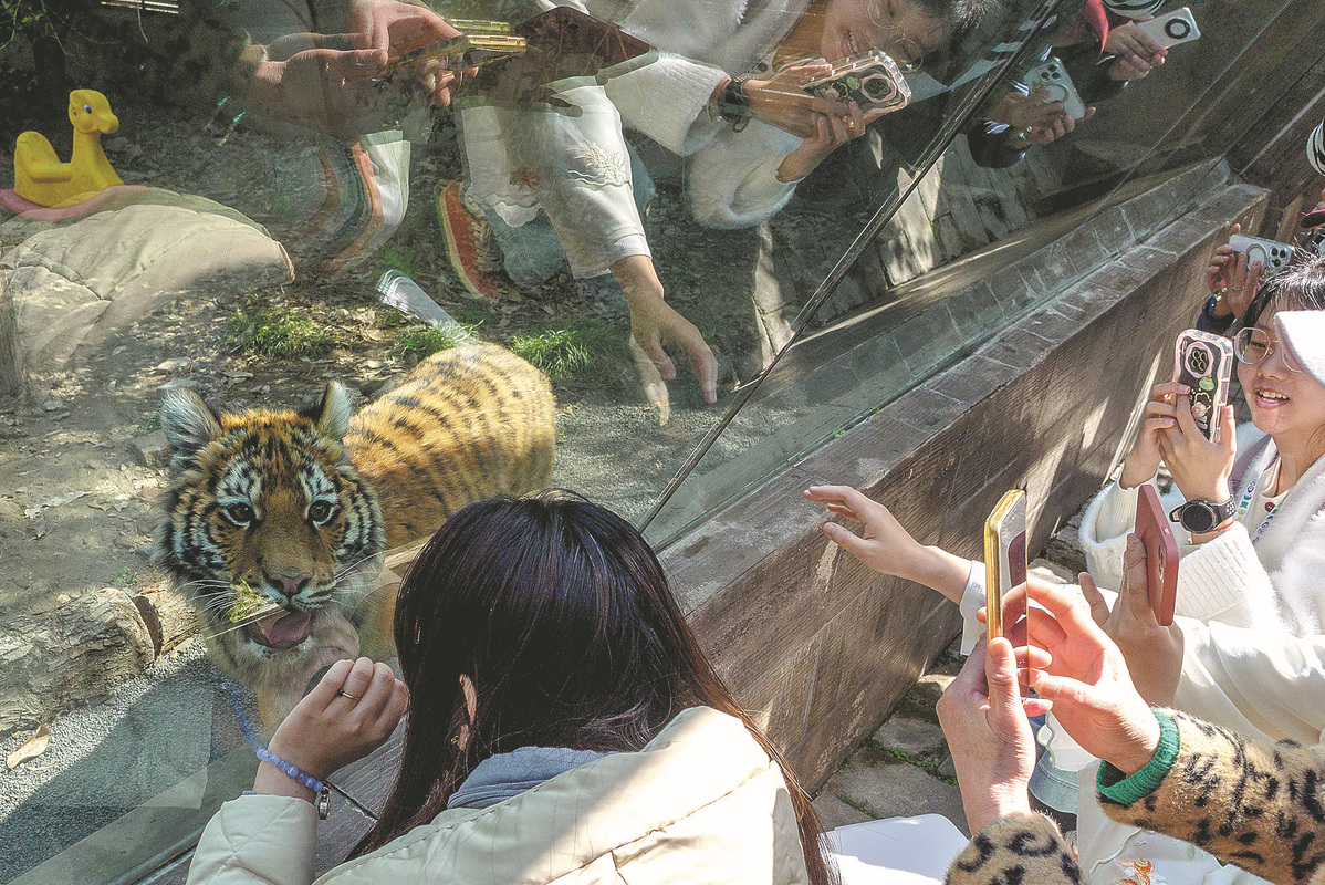 tiger.jpeg tiger.jpeg