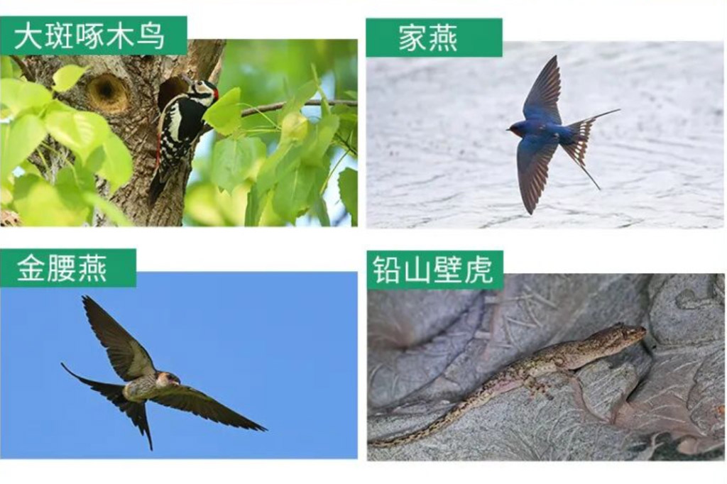 Shanghai announces first update to its protected wild animals list