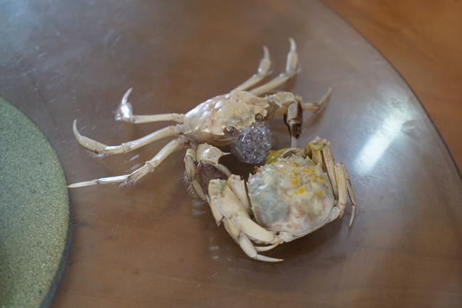 Rare white crabs fetch gourmets