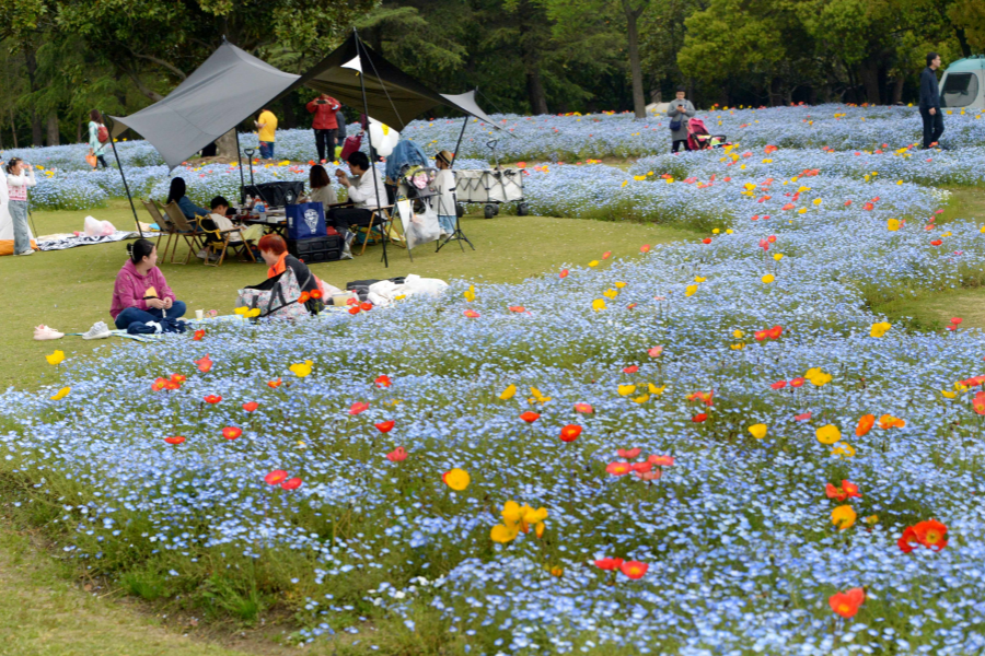 Shanghai Binjiang Forest Park.png