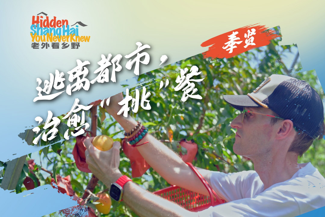 Savor peachy moments in Fengxian