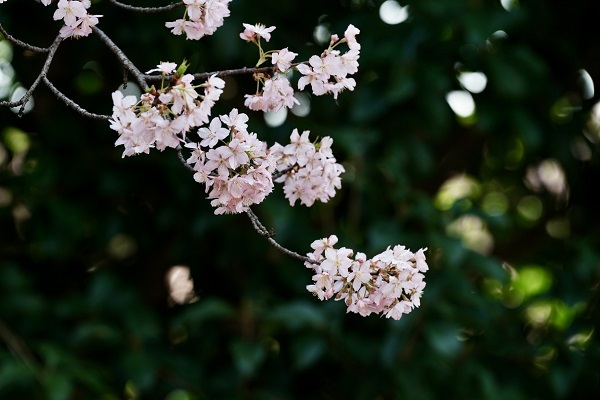 Shanghai Cherry Blossom Festival blooms in Gucun Park